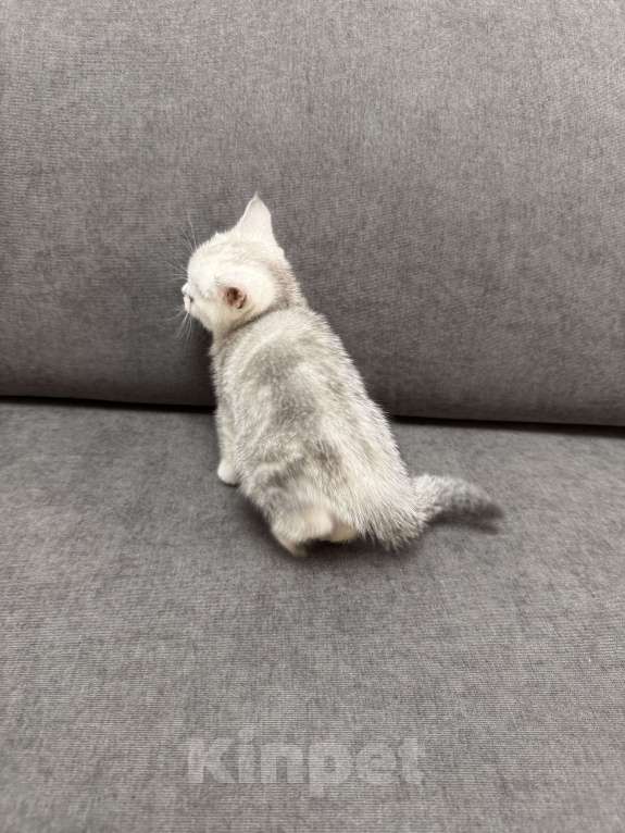 Кошки в Москве: Белоснежка Девочка, 5 000 руб. - фото 3