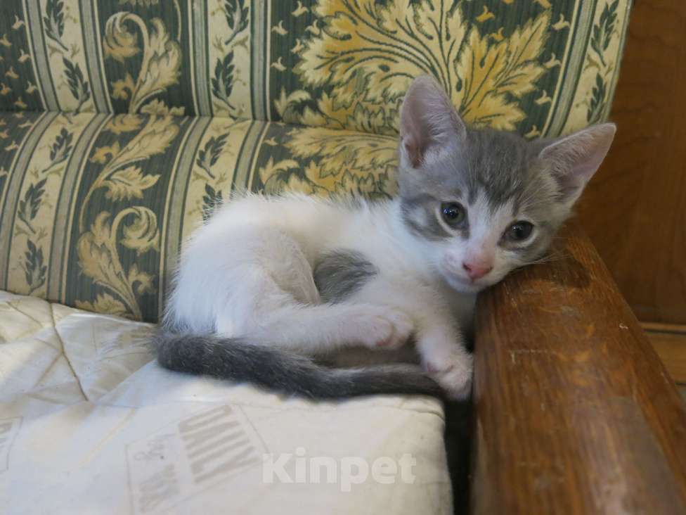 Кошки в Можайске: Котята в добрые руки бесплатно Мальчик, 1 руб. - фото 2