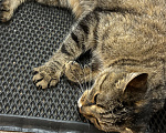 Кошки в Санкт-Петербурге: Кошка очень ласковая, нежная, ручная Девочка, Бесплатно - фото 5