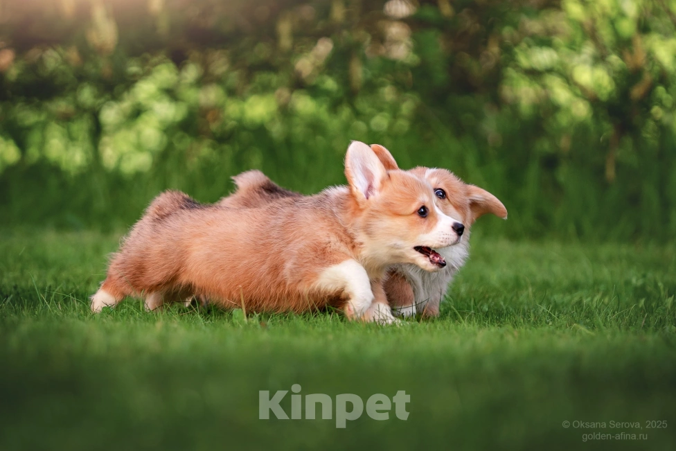 Собаки в Фрязино: Щенки вельш корги пемброк, предварительная бронь на конец мая Девочка, 75 000 руб. - фото 4