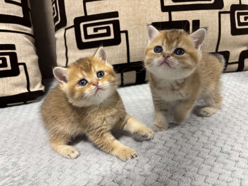 Кошки в Пензе: Шотландские Девочка, 18 000 руб. - фото 1