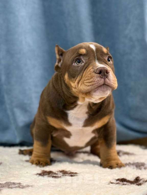 Собаки в Санкт-Петербурге: Продажа Мальчик, 100 000 руб. - фото 7