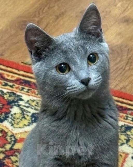 Кошки в Москве: Котенок в добрые руки Девочка, Бесплатно - фото 1