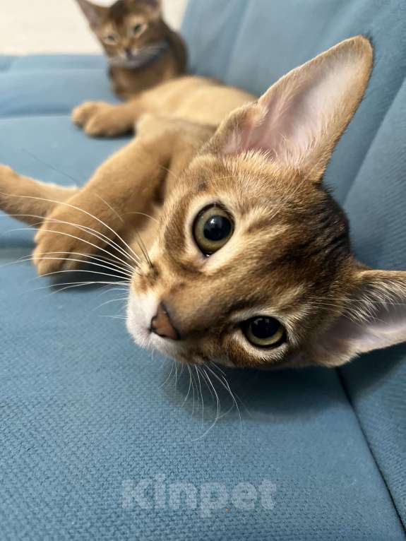 Кошки в Екатеринбурге: Абидетки Девочка, 40 000 руб. - фото 4