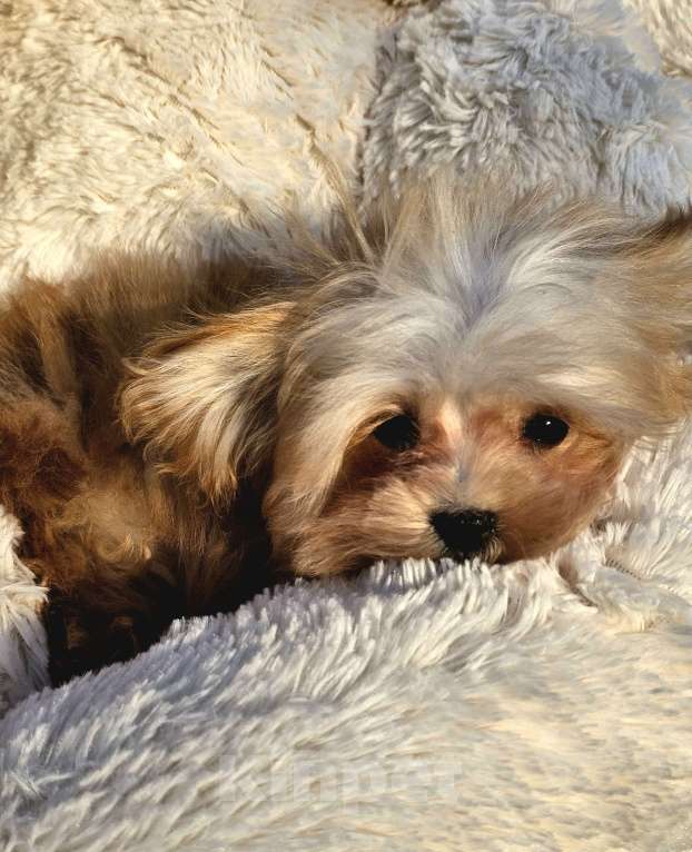 Собаки в Москве: Мальтипу мальчик F1 Мальчик, 70 000 руб. - фото 3