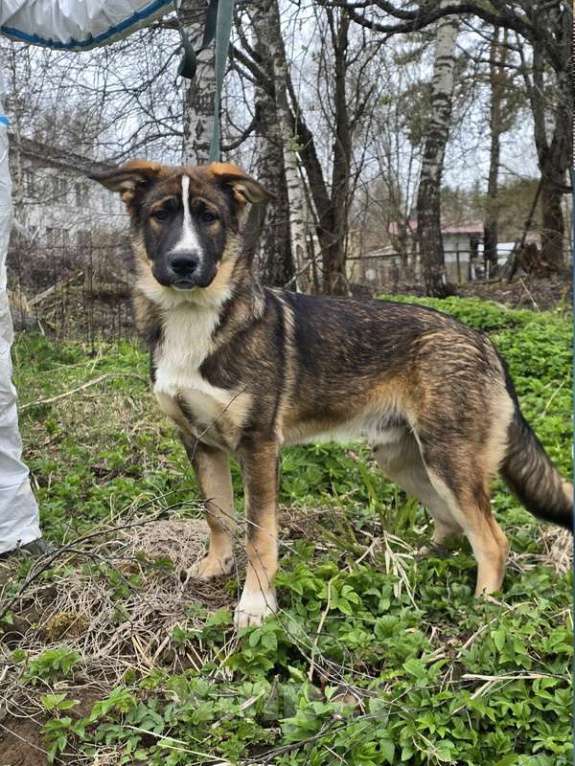 Собаки в других городах Ленинградской области: Самые ласковые щенки-целовашки ищут дом Мальчик, Бесплатно - фото 8