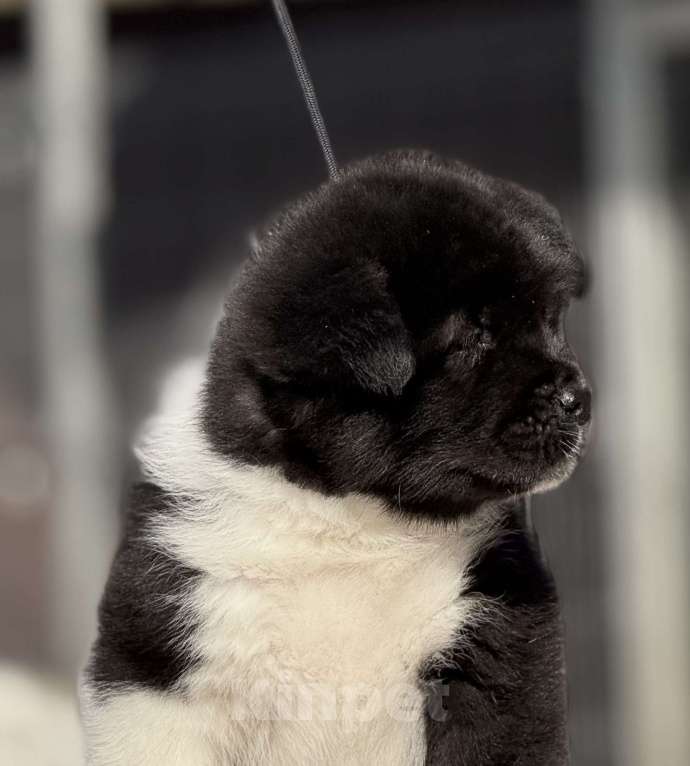 Собаки в Дубне: Щенки американской акиты Девочка, 80 000 руб. - фото 4