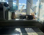 Кошки в Санкт-Петербурге: Кошечка в добрую ответственную семью Девочка, 500 руб. - фото 3