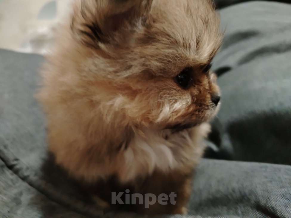 Собаки в Москве: микро щенок шпиц Мальчик, 85 555 руб. - фото 1