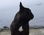 Собаки в Артеме: французский бульдог предлагаю для вязки Мальчик, Бесплатно - фото 3