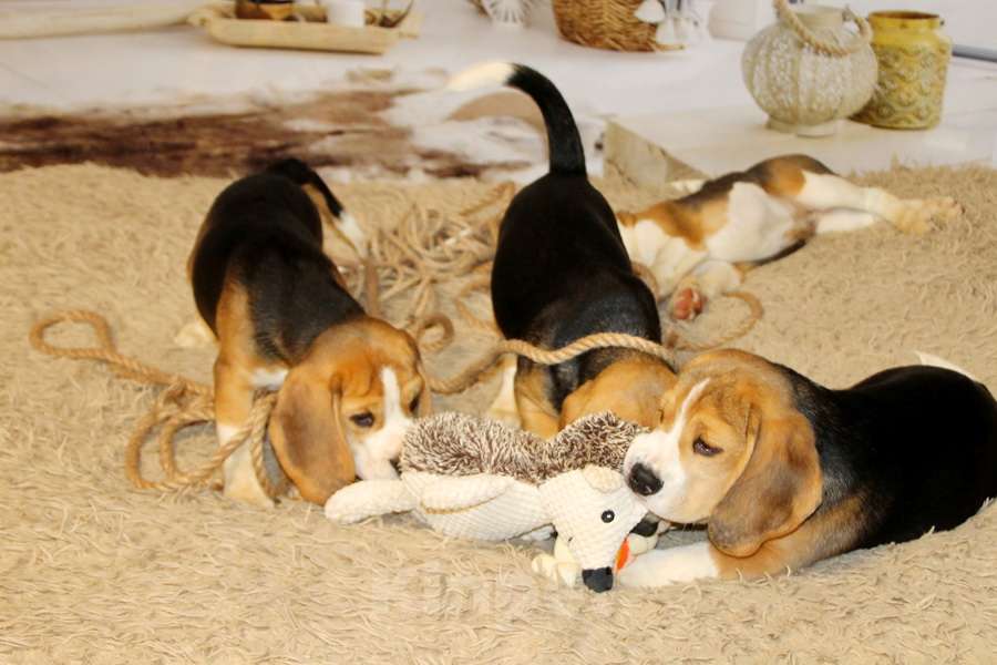 Собаки в Москве: девочка бигля Девочка, 50 000 руб. - фото 5