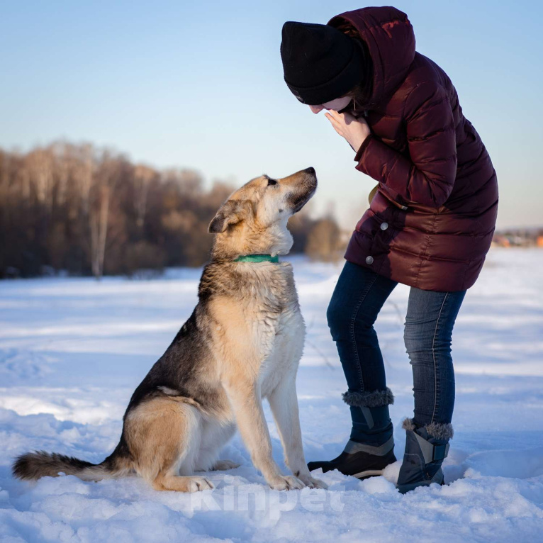 Собаки в Москве: Овчарка в добрые руки Девочка, Бесплатно - фото 3