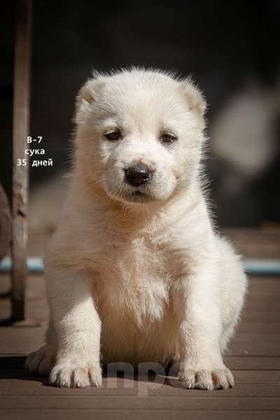 Собаки в Кстово: Продаются Среднеазиатская овчарка (алабай) Девочка, 50 000 руб. - фото 1