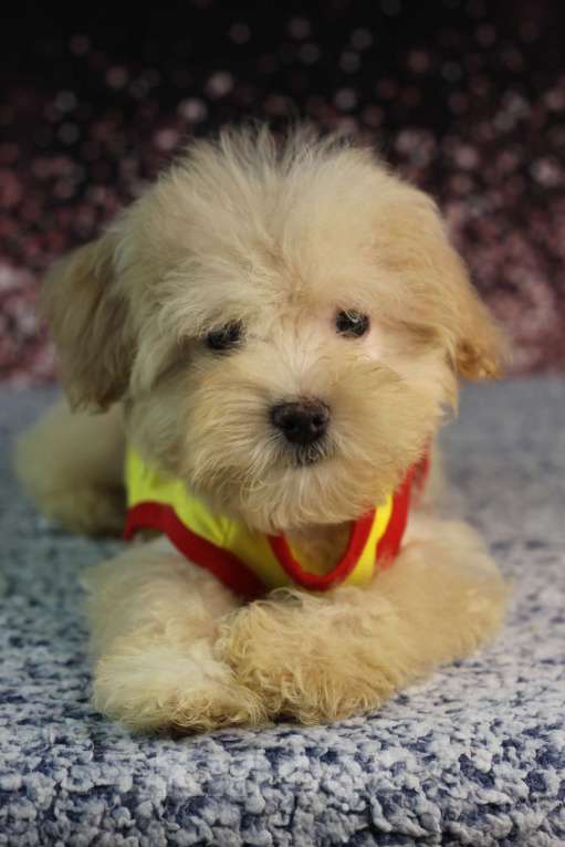 Собаки в Краснодаре: Мини красавчик Мальчик, 30 000 руб. - фото 2