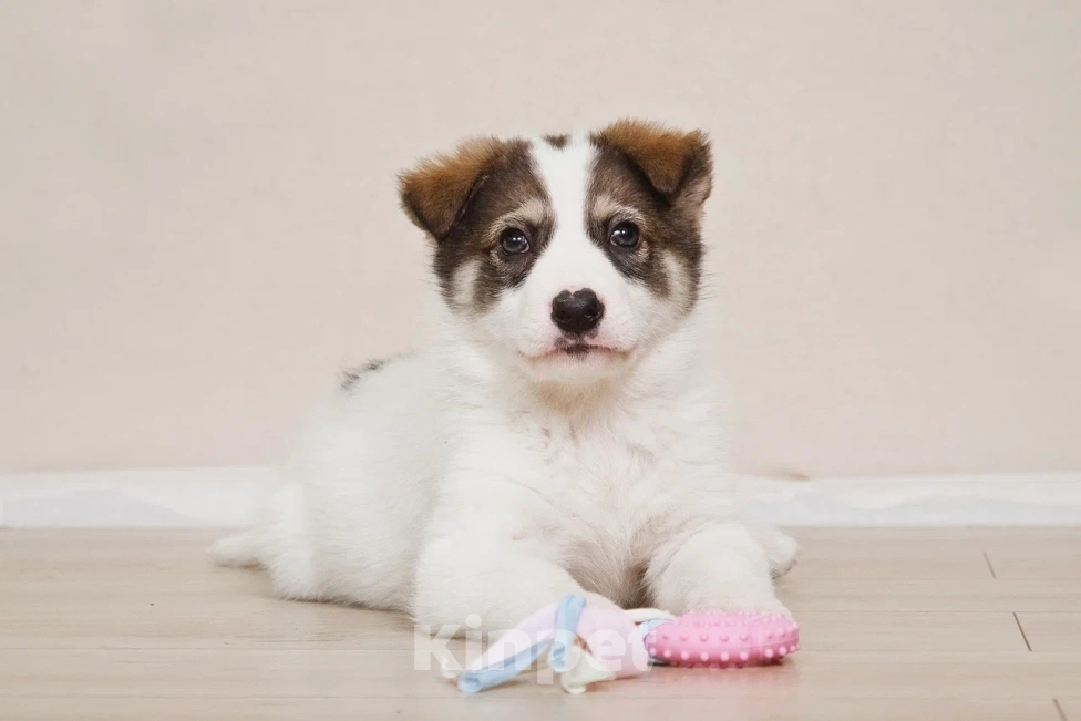 Собаки в Лосином-Петровском: Маршал якутенок Мальчик, Бесплатно - фото 2
