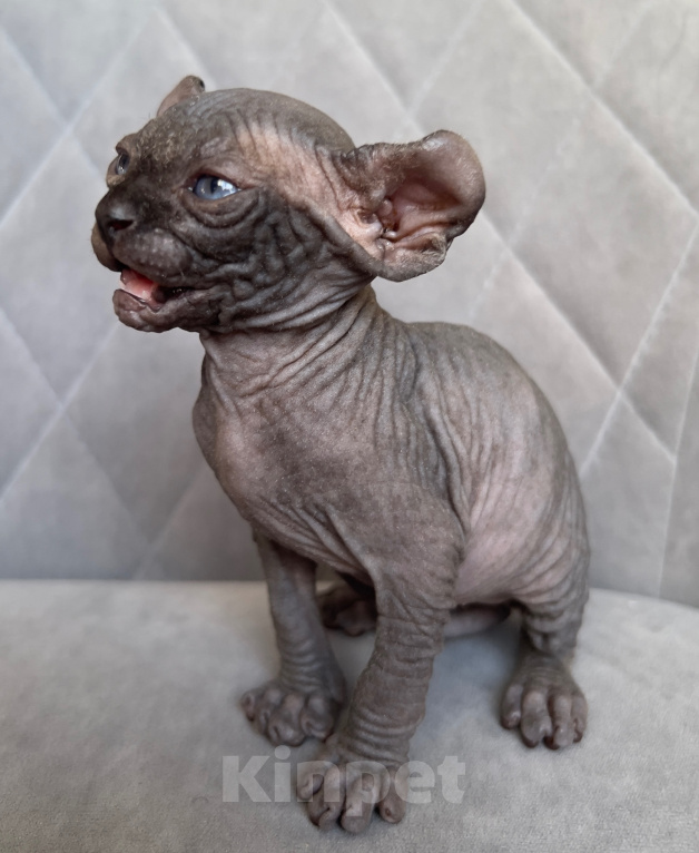 Кошки в Омске: Котенок Эльф Девочка, 50 000 руб. - фото 2