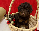 Собаки в Москве: Той  пудель-   Мальчик  той Мальчик, 50 000 руб. - фото 1