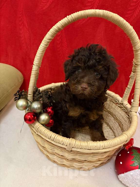 Собаки в Москве: Той  пудель-   Мальчик  той Мальчик, 50 000 руб. - фото 1