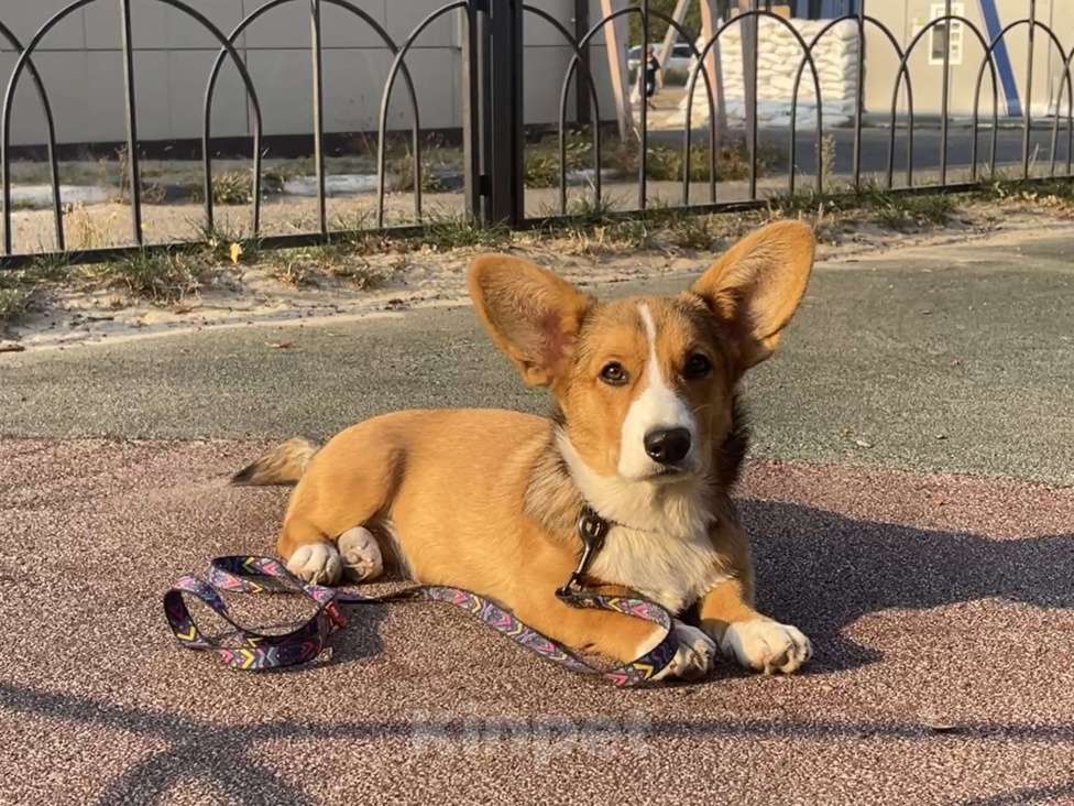 Собаки в Белгороде: Вита Девочка, 60 000 руб. - фото 4