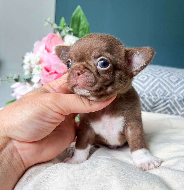 Собаки в Москве: Шоколадный мальчик чихуахуа Мальчик, 50 000 руб. - фото 2