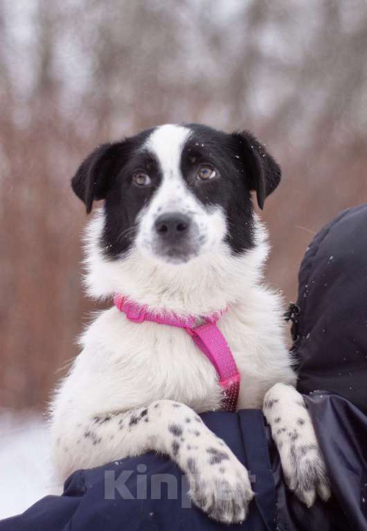Собаки в Москве: Маленькая леди Мадлен в добрые руки Девочка, Бесплатно - фото 5