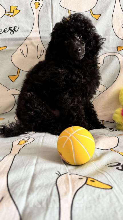 Собаки в Москве: Той-пуделт Мальчик, 70 000 руб. - фото 4