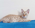 Кошки в Москве: Бенгальский котенок Девочка, 35 000 руб. - фото 10