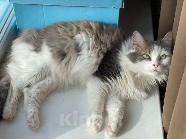 Кошки в Санкт-Петербурге: Ласковая красавица в добрые руки Девочка, Бесплатно - фото 2