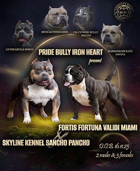 Бронирование щенков американский булли