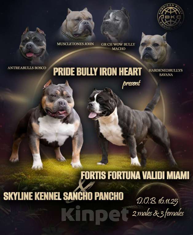 Собаки в Донецке: Бронирование щенков американский булли Мальчик, Бесплатно - фото 1