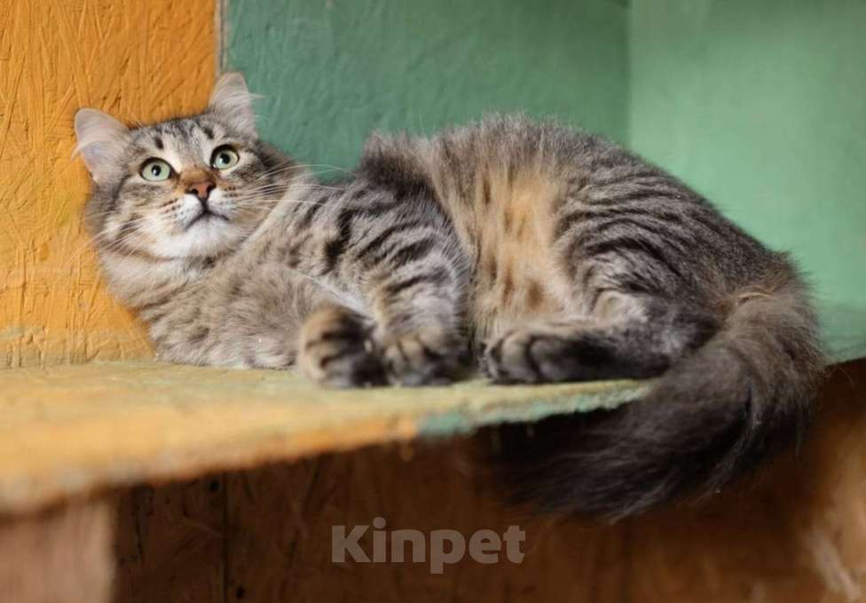 Кошки в Москве: Пушистый красавиц кот Степан в добрые руки Мальчик, Бесплатно - фото 4