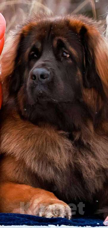 Собаки в других городах Московской области: Ария Прайд Дамир Мальчик, 150 000 руб. - фото 10