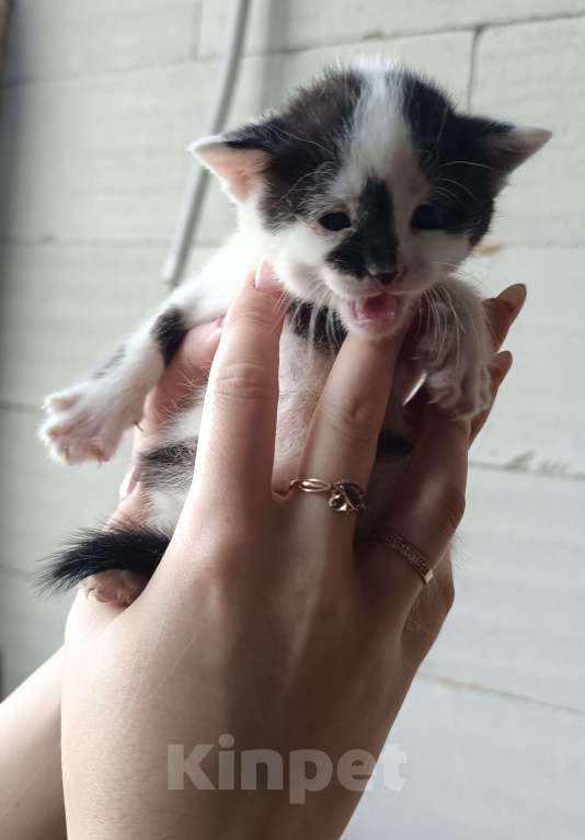 Кошки в других городах Московской области: Милый котик в добрые ручки Мальчик, Бесплатно - фото 2