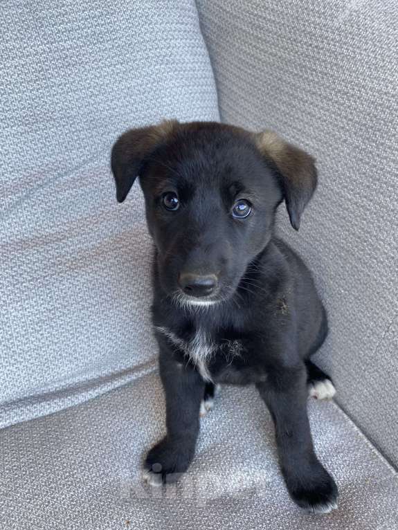 Собаки в Москве: Внуки хаски Девочка, 200 руб. - фото 2