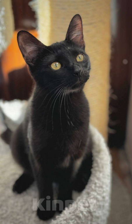 Кошки в Санкт-Петербурге: Багира ищет дом! Девочка, Бесплатно - фото 4