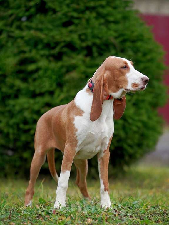 Собаки в Александрове: Щенки Испанской гончей  Девочка, 25 000 руб. - фото 7