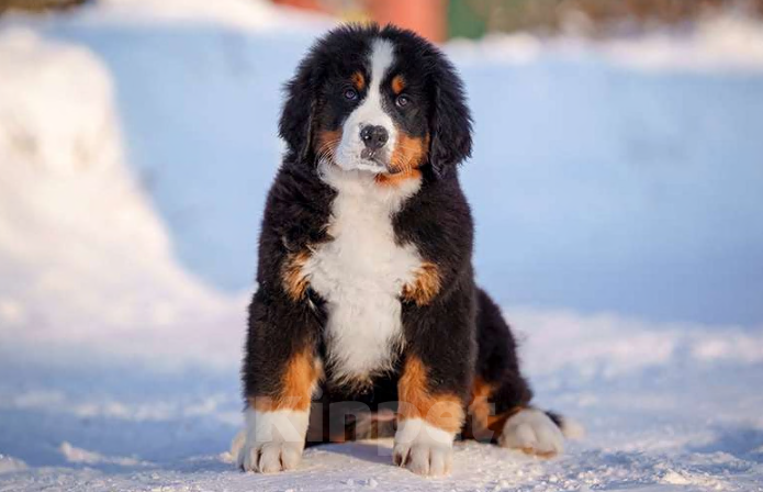 Собаки в Волоколамске: Бернский Зенненхунд, Мия. Девочка, 150 000 руб. - фото 2