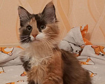 Кошки в Санкт-Петербурге: Котёнок Кася, трёхцветная-черепаховая Девочка, Бесплатно - фото 7