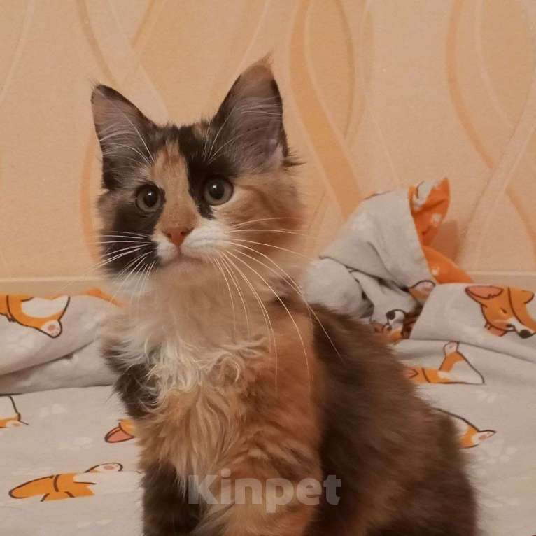 Кошки в Санкт-Петербурге: Котёнок Кася, трёхцветная-черепаховая Девочка, Бесплатно - фото 7