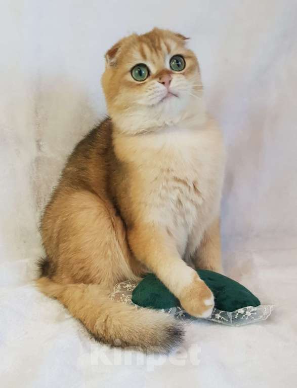 Кошки в Санкт-Петербурге: Шотландский кот Мальчик, 37 000 руб. - фото 4