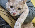 Кошки в Уфе: Кот в добрые руки Мальчик, Бесплатно - фото 1