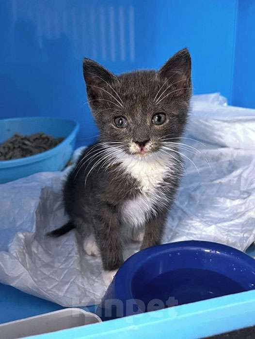 Кошки в Санкт-Петербурге: Спасенное солнышко котенок Алиса ищет дом Девочка, 10 руб. - фото 4