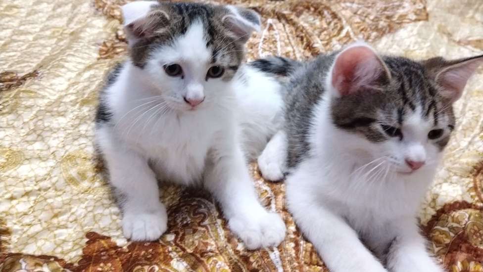 Кошки в Санкт-Петербурге: Вислоухий котенок британец Мальчик, 7 000 руб. - фото 2