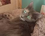 Кошки в Королеве: котенок Серафима в добрые руки Девочка, Бесплатно - фото 2
