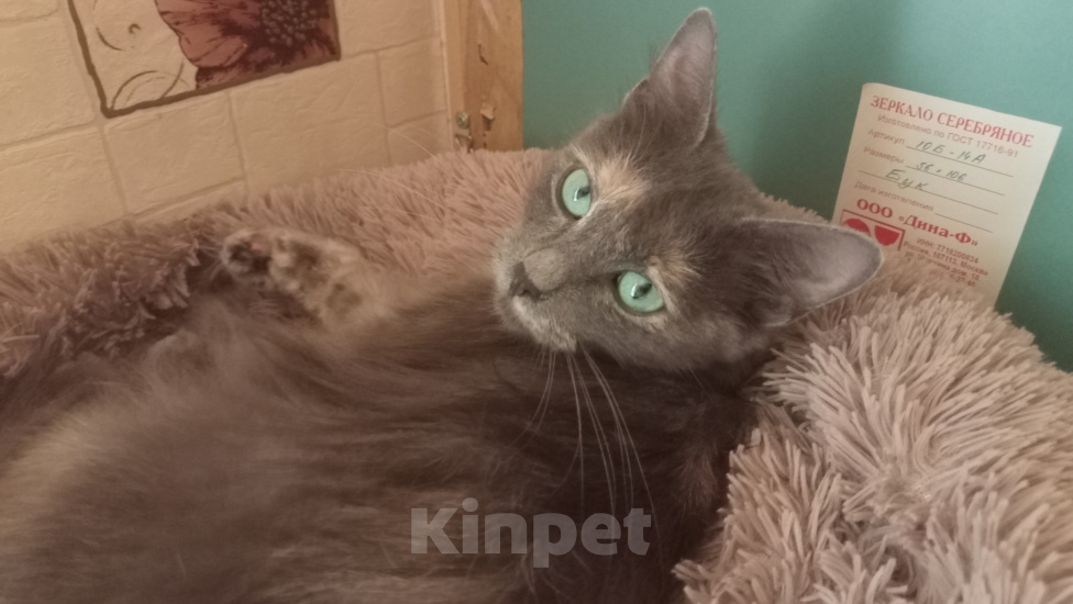 Кошки в Королеве: котенок Серафима в добрые руки Девочка, Бесплатно - фото 2