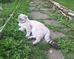 Кошки в Мытищах: Кот на вязку, 3 000 руб. - фото 4