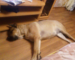 Собаки в Ангарске: Ищем жениха, Бесплатно - фото 7