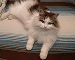 Кошки в Арзамасе: Мамин сибиряк, Бесплатно - фото 4