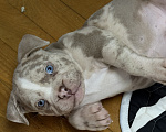 Собаки в Лыткарино: AMERICAN BULLY   девочка Девочка, 65 000 руб. - фото 5