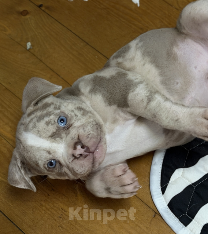 Собаки в Лыткарино: AMERICAN BULLY   девочка Девочка, 65 000 руб. - фото 5